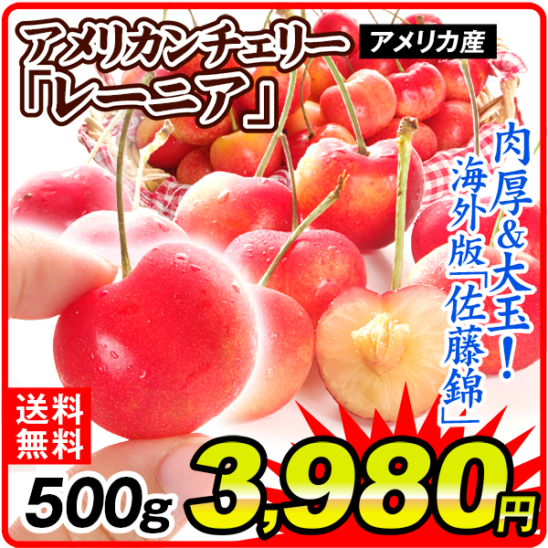 さくらんぼ 500g アメリカンチェリー 「レーニア」 アメリカ産 チェリー 送料無料 食品