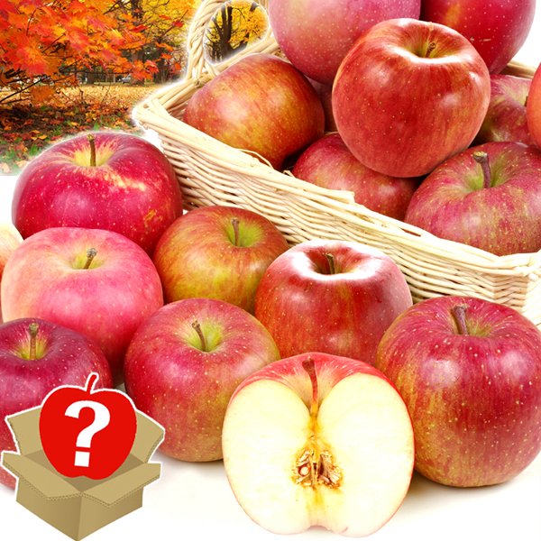 りんご 5kg おまかせ 新物りんご 青森産 送料無料 食品