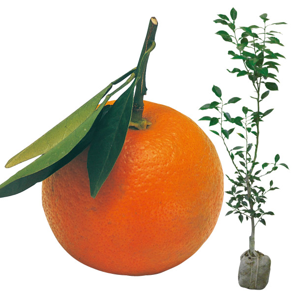 果樹苗 台つきカンキツ ダイダイ台つき 1株