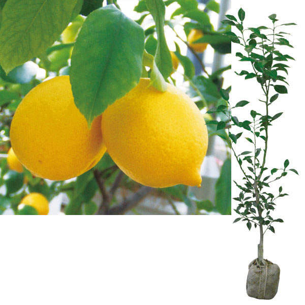 果樹苗 台つきカンキツ レモン トゲなしレモン台つき 1株