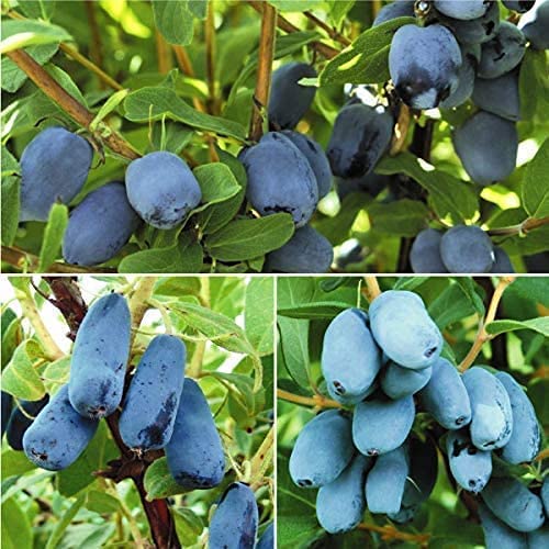 果樹苗 ハスカップ ボレアルセット 3種3株