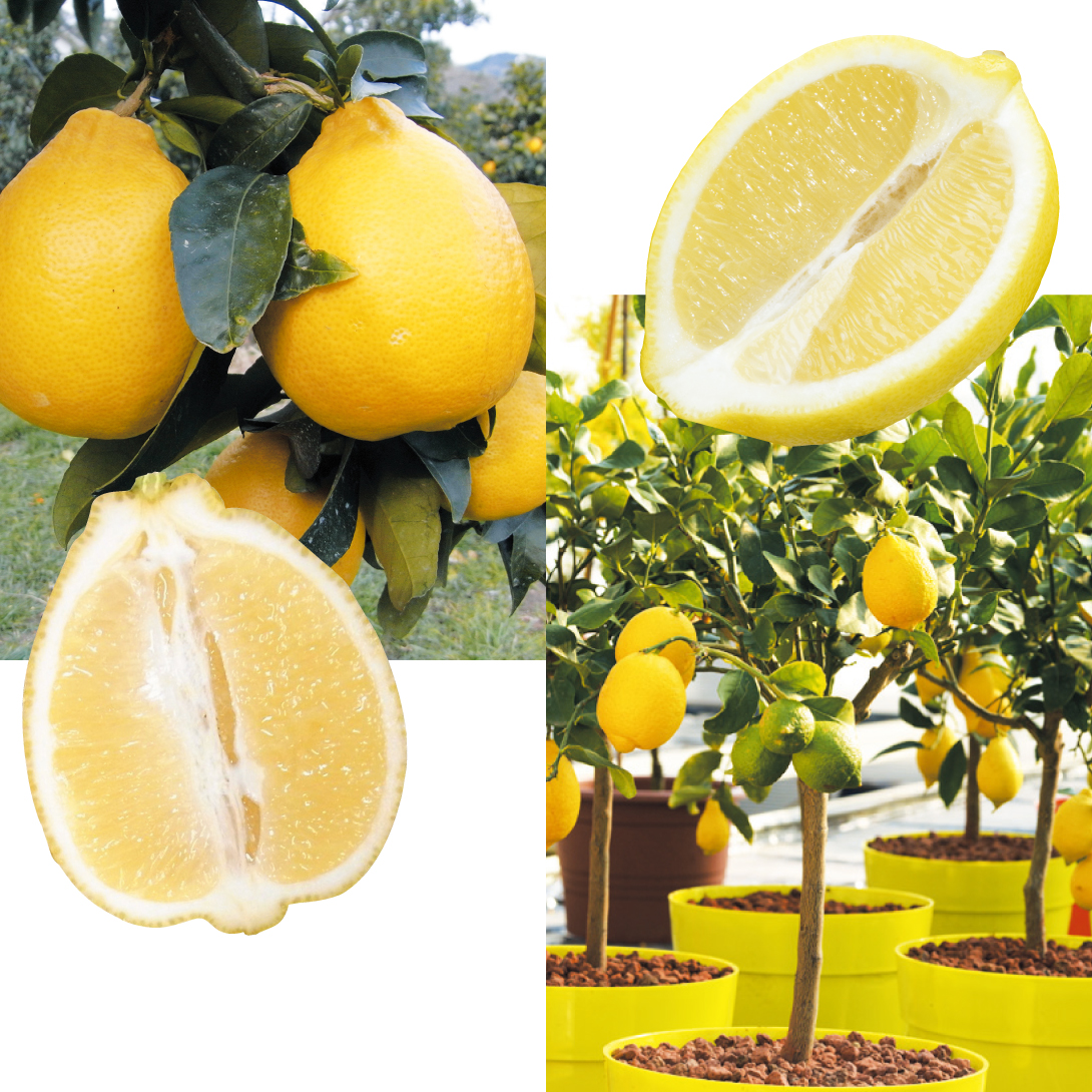 果樹苗 カンキツ 極上レモンセット 2種2株