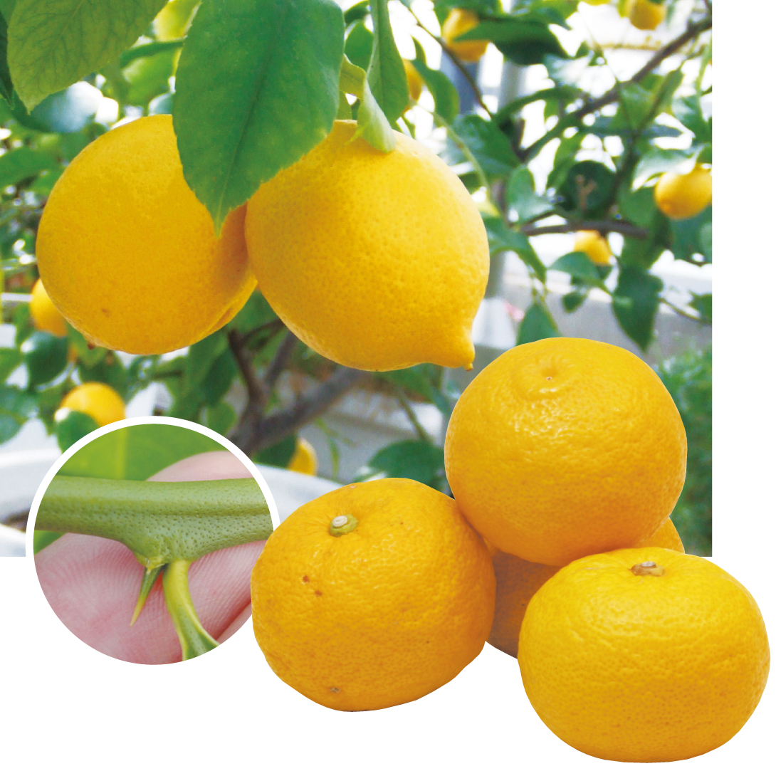 果樹苗 カンキツ トゲなしレモン＆ユズ 2種2株