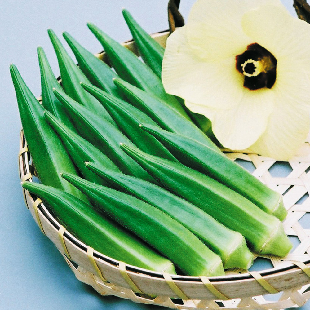 実生野菜苗 オクラ おいしいオクラEX