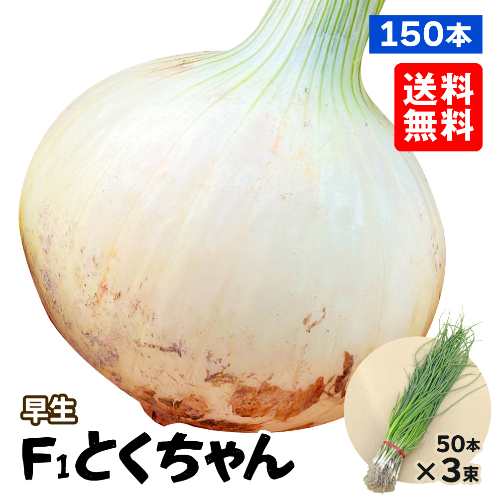 玉ねぎ苗（早生）F1とくちゃん 150本 送料無料