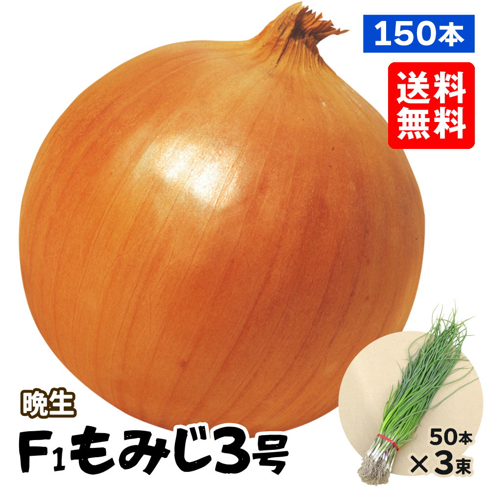 玉ねぎ苗（晩生）F1もみじ3号 150本 送料無料