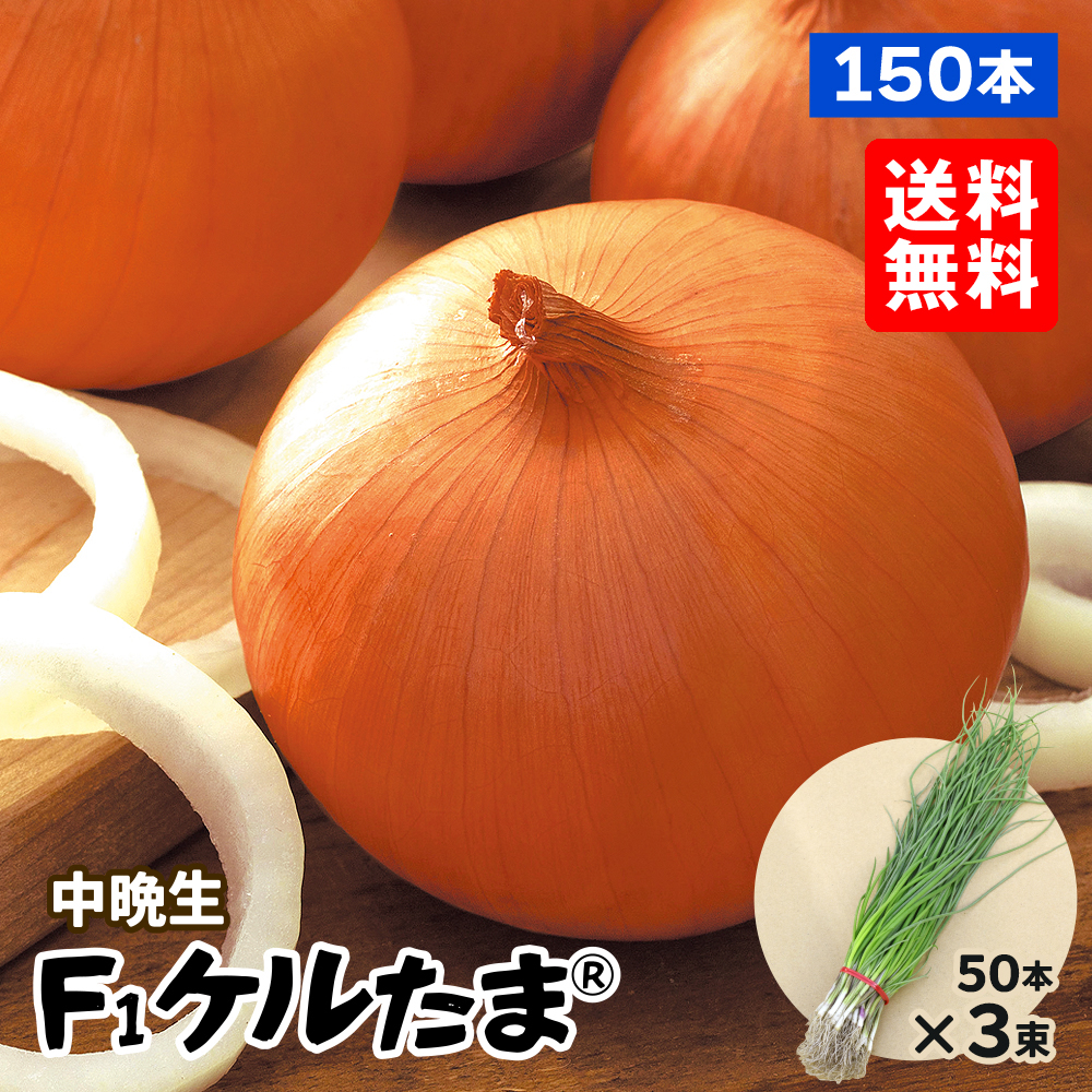 玉ねぎ苗（中晩生）F1ケルたま（R） 150本 送料無料