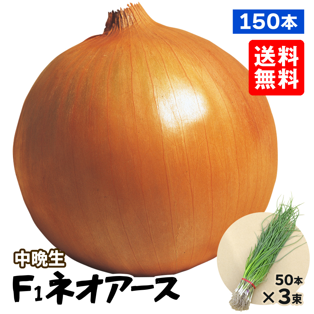 玉ねぎ苗（中晩生）F1ネオアース 150本 送料無料