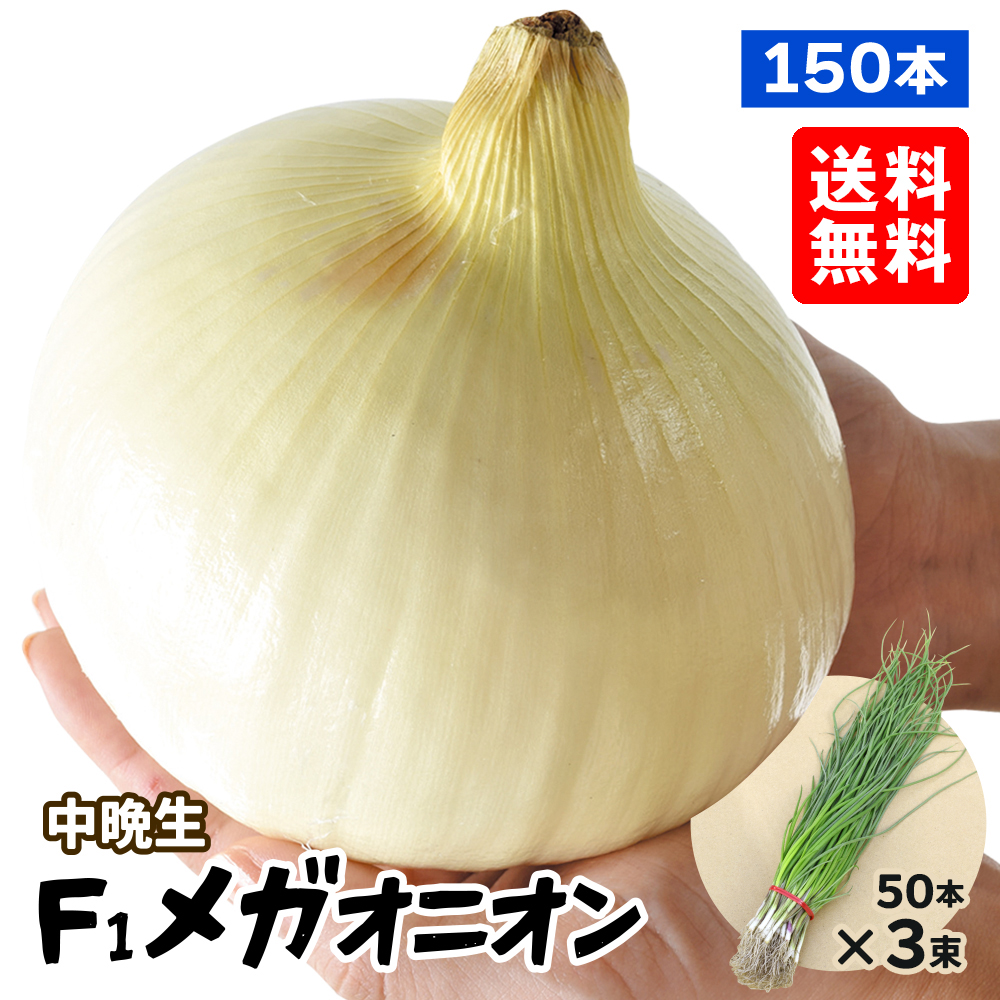 玉ねぎ苗（中晩生）大玉 F1メガオニオン 150本 送料無料