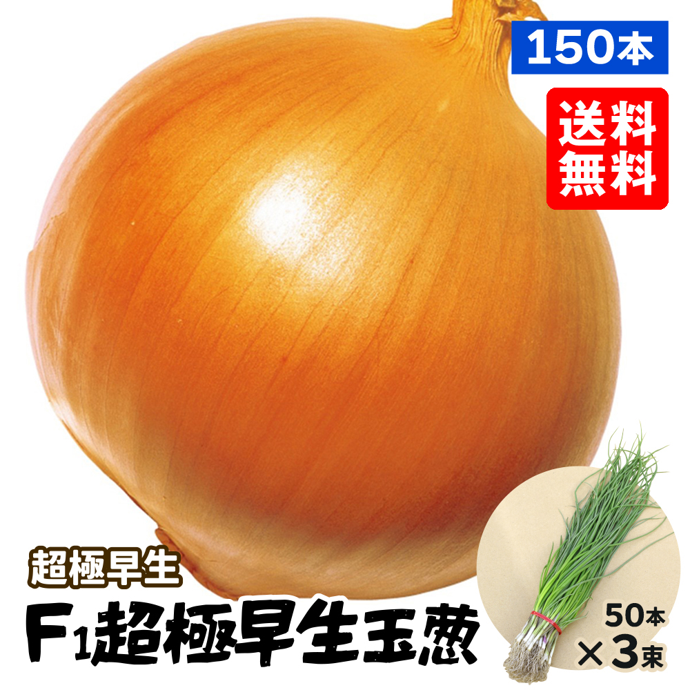 玉ねぎ苗（超極早生）F1超極早生玉葱 150本 送料無料