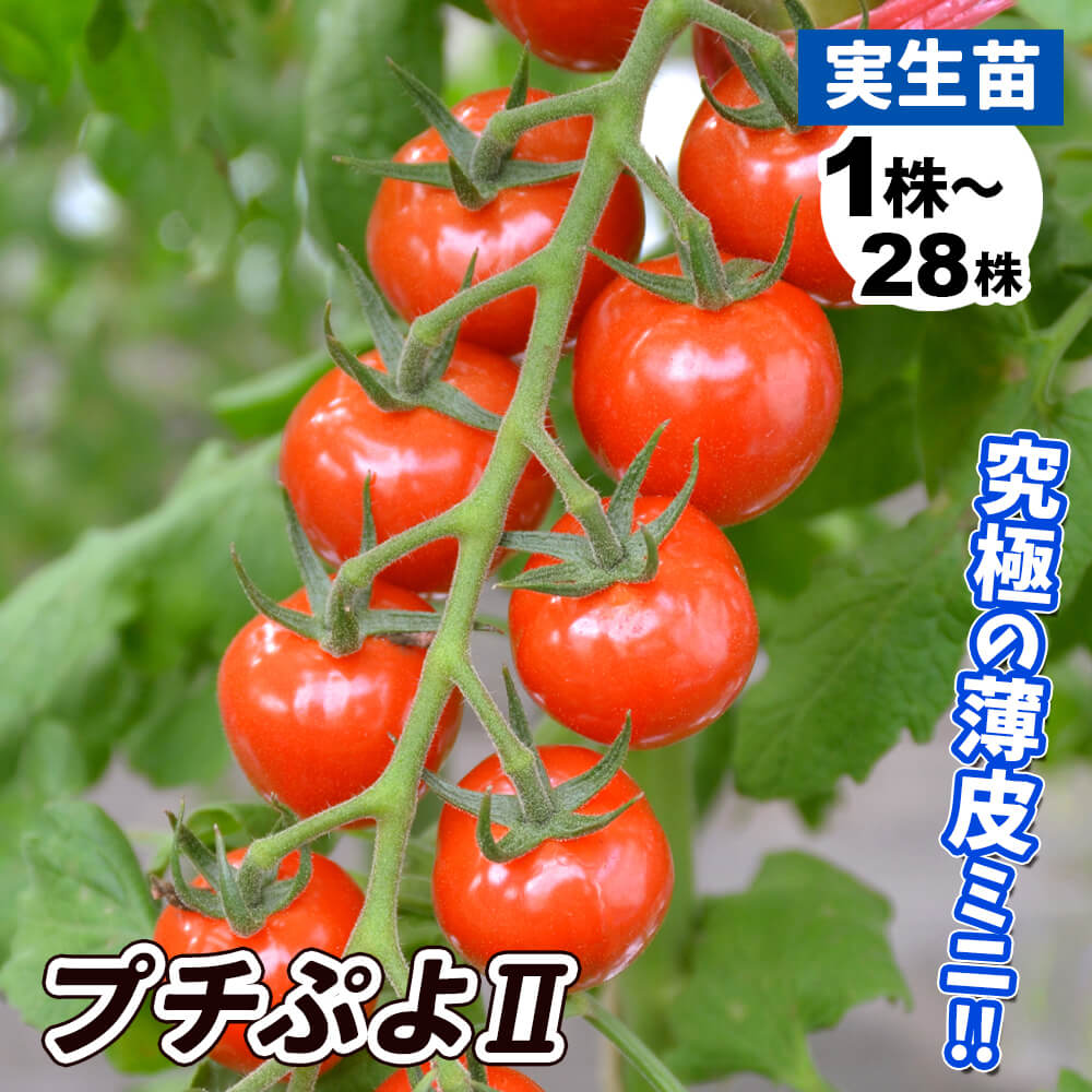 国華園オンラインショップ / 実生 トマト苗 