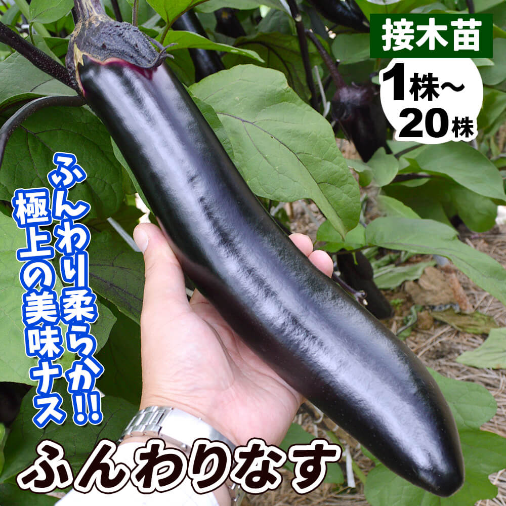 ナス太 （ナスの種とり。熟してあまーい香りがしてきたら収穫です 