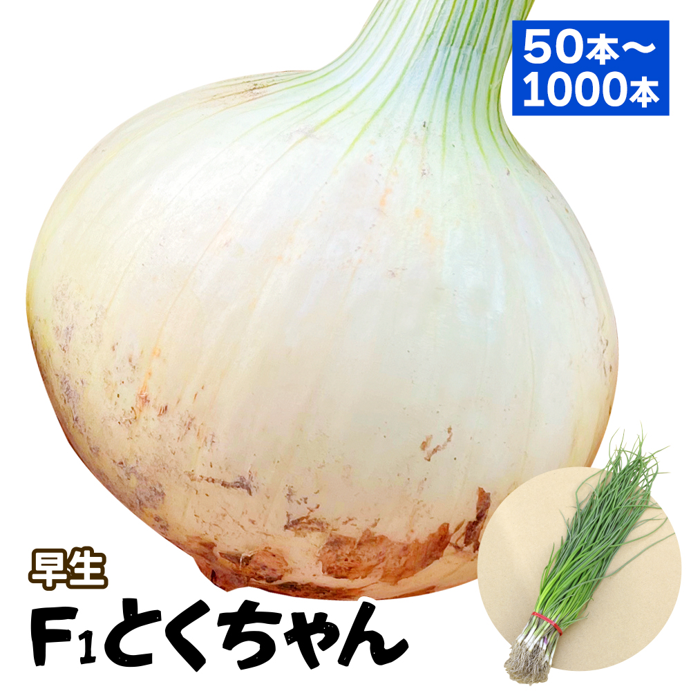 玉ねぎ苗（早生）F1とくちゃん