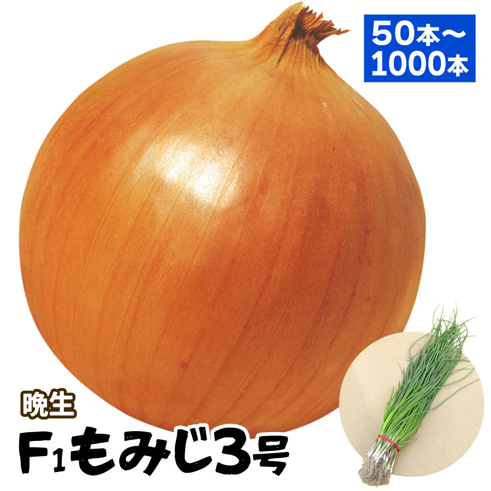 玉ねぎ苗（晩生）F1もみじ3号