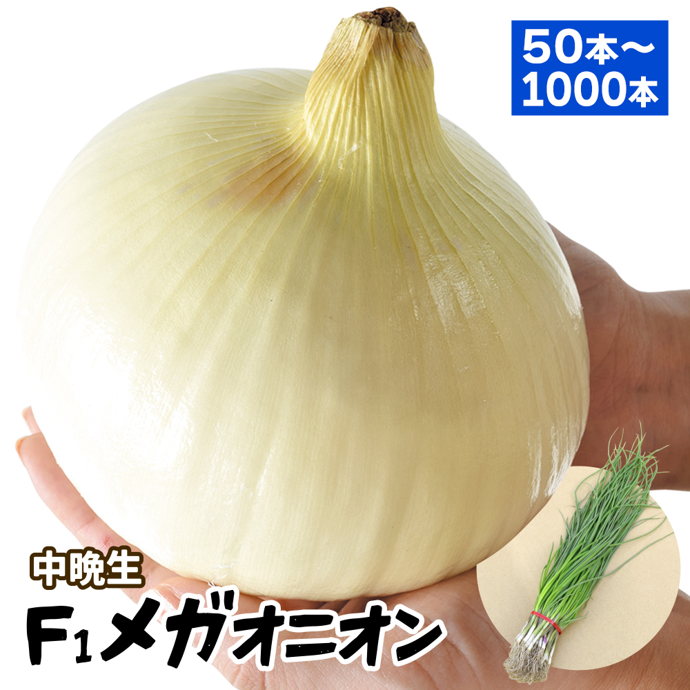 玉ねぎ苗（中晩生）大玉 F1メガオニオン