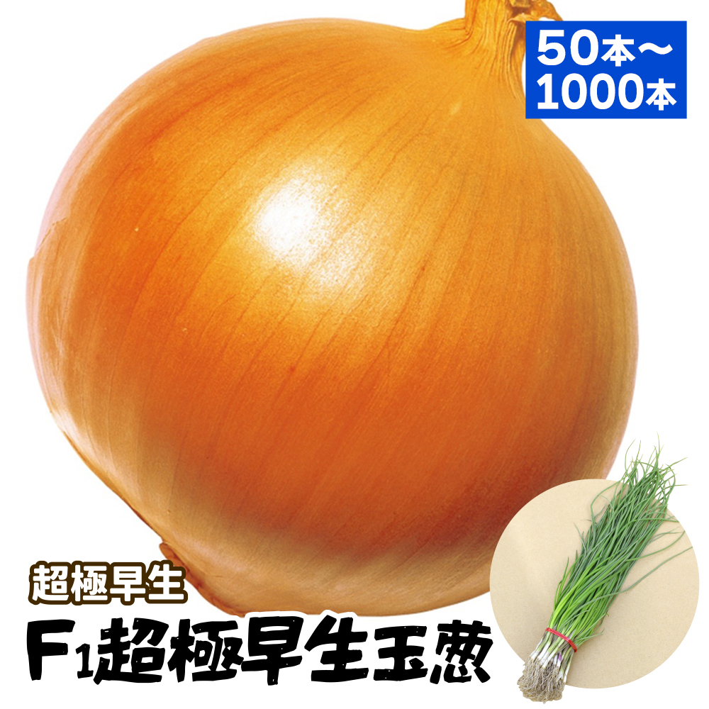 玉ねぎ苗（超極早生）F1超極早生玉葱