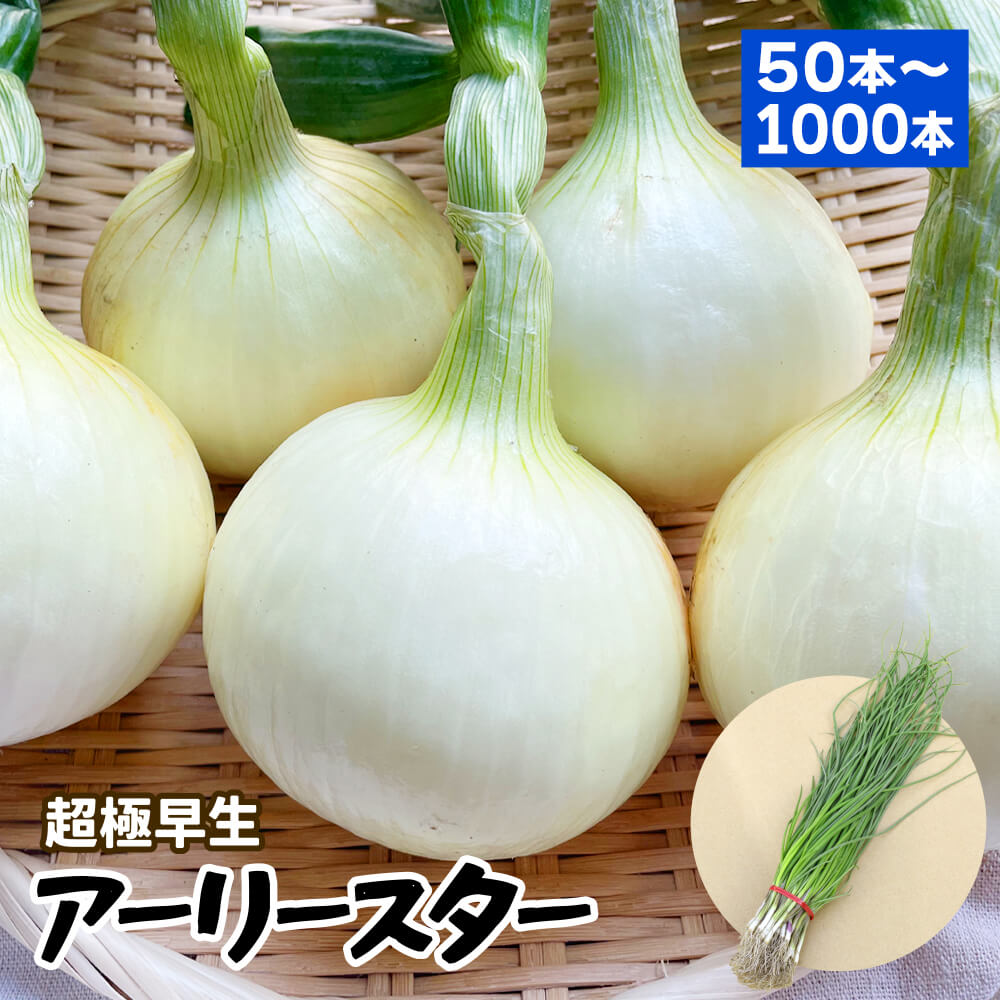 玉ねぎ苗（超極早生） アーリースター