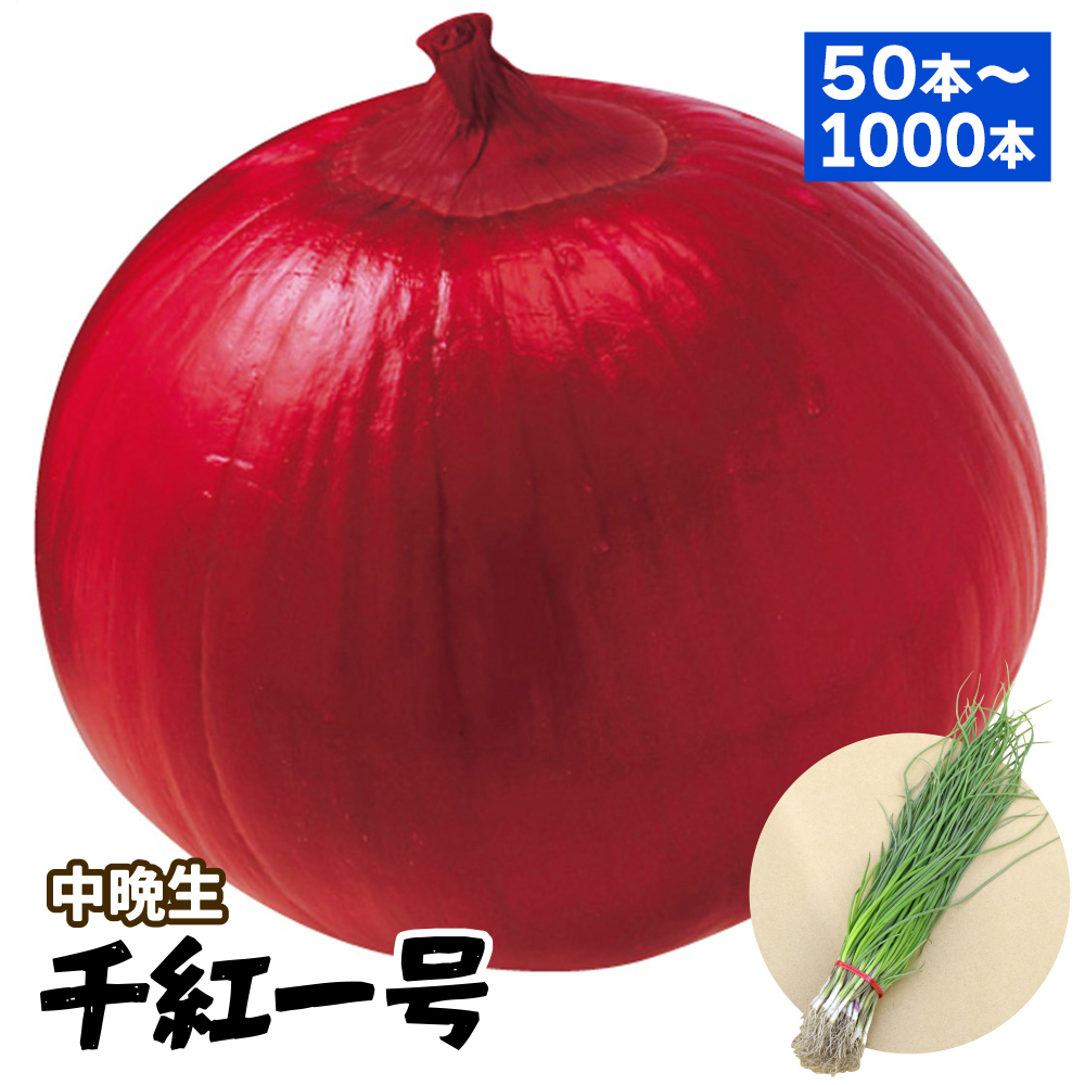 玉ねぎ苗（中晩生）千紅一号