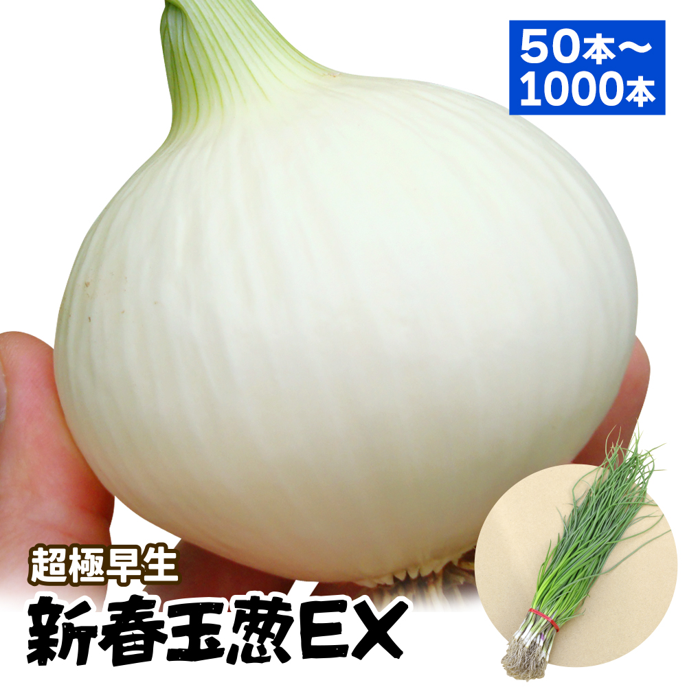 玉ねぎ苗（超極早生）新春玉葱EX