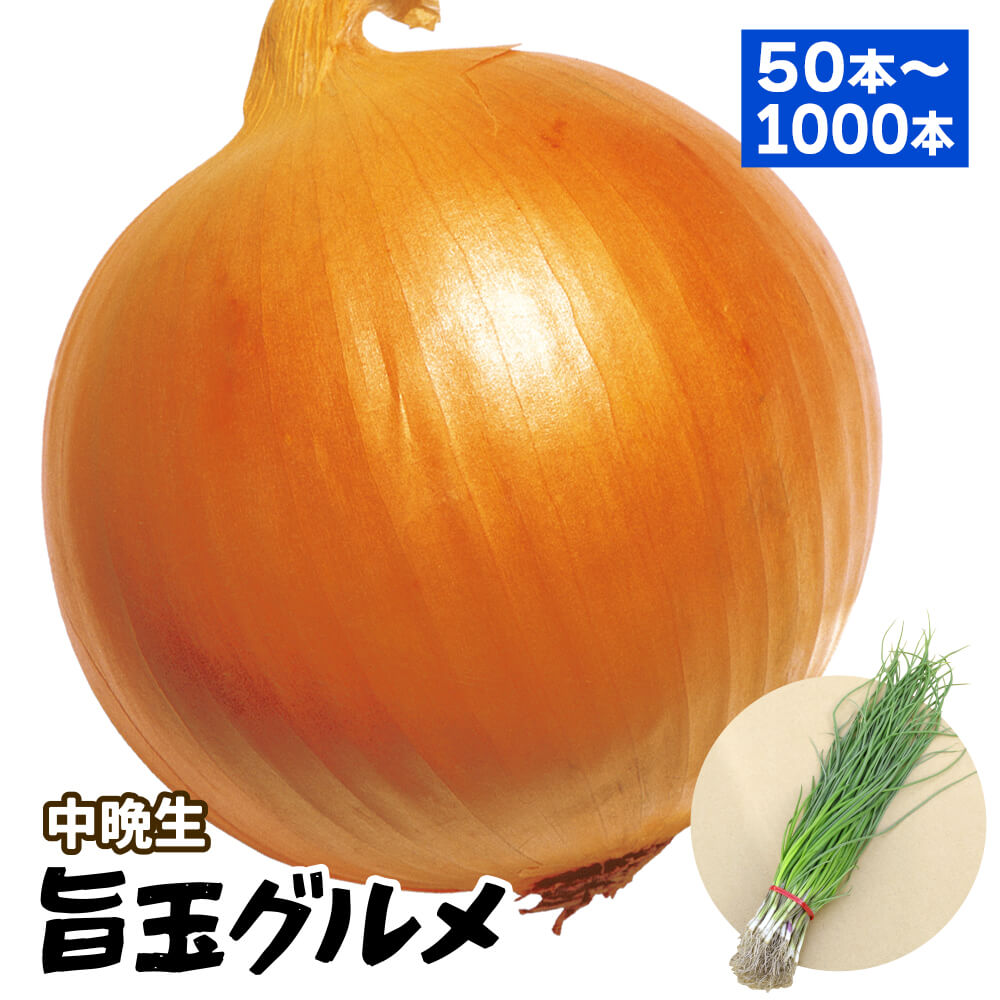玉ねぎ苗 （中晩生） 旨玉グルメ