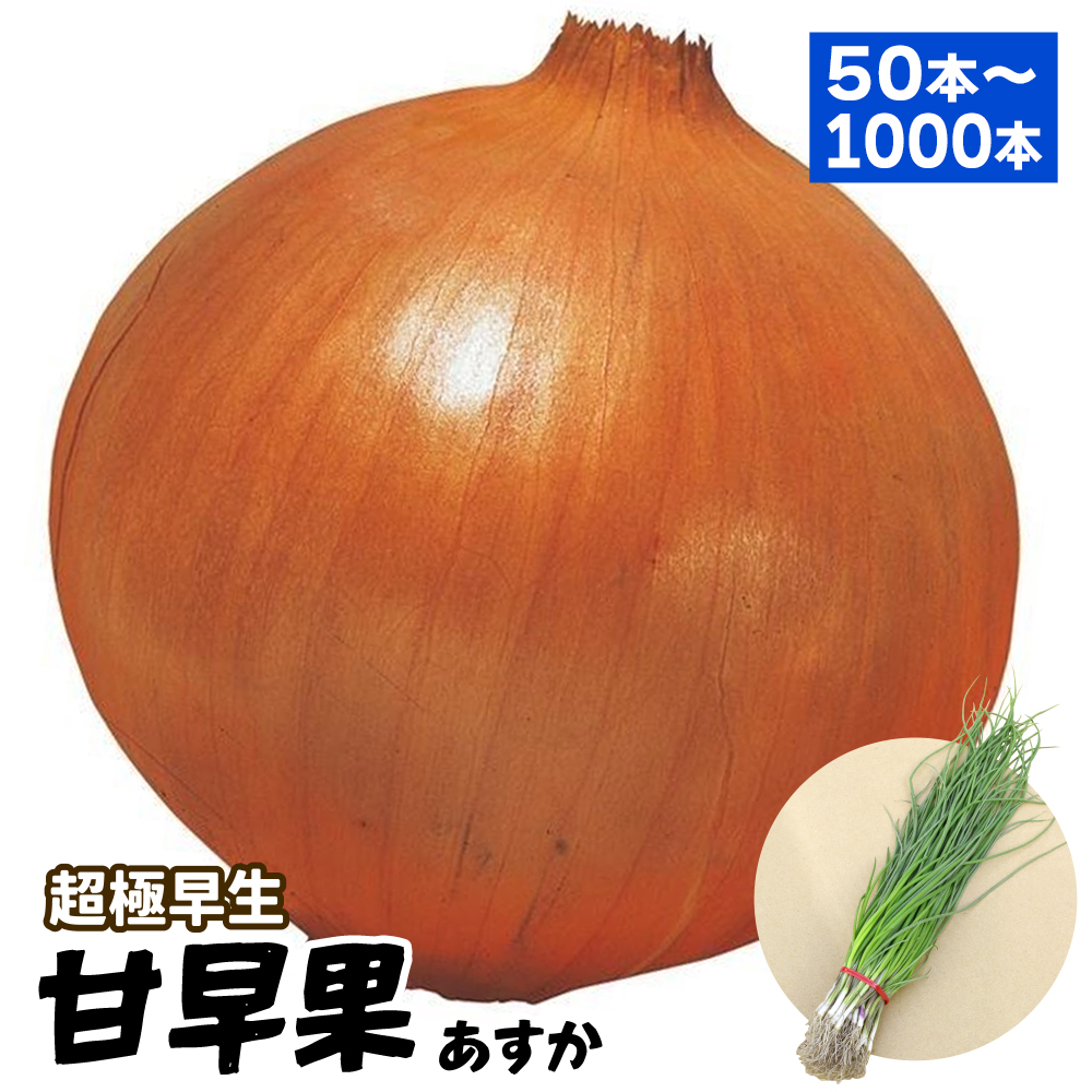 玉ねぎ苗（超極早生）甘早果 あすか
