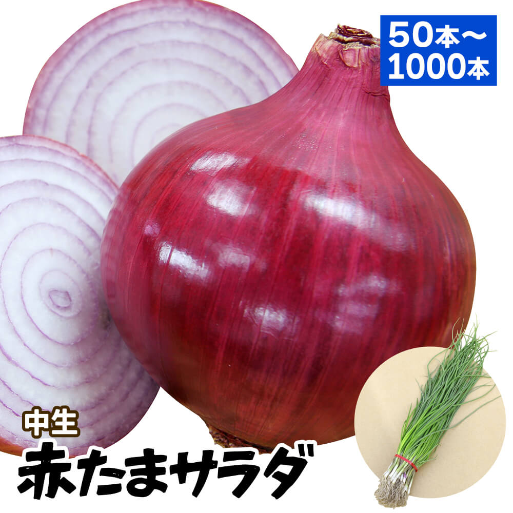 玉ねぎ苗（中生）赤たまサラダ