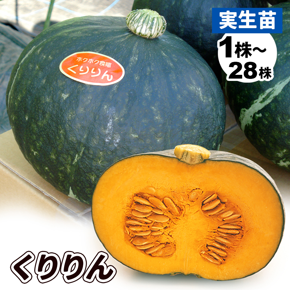 実生野菜苗 カボチャ F1くりりん