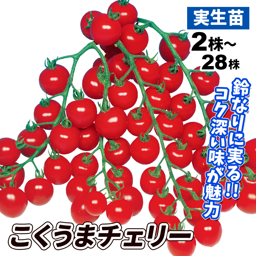 実生野菜苗 ミニトマト F1こくうまチェリー