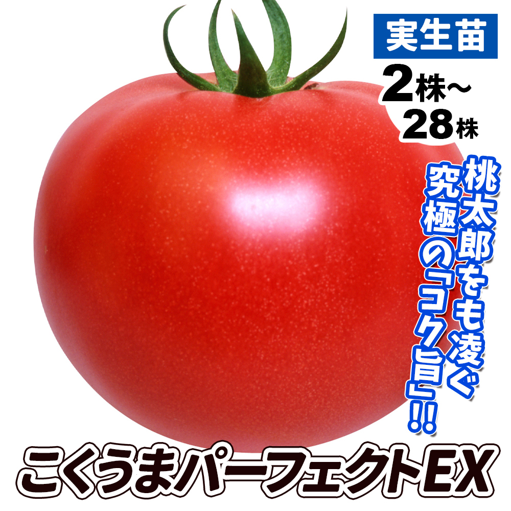 実生野菜苗 大玉トマト F1こくうまパーフェクトEX