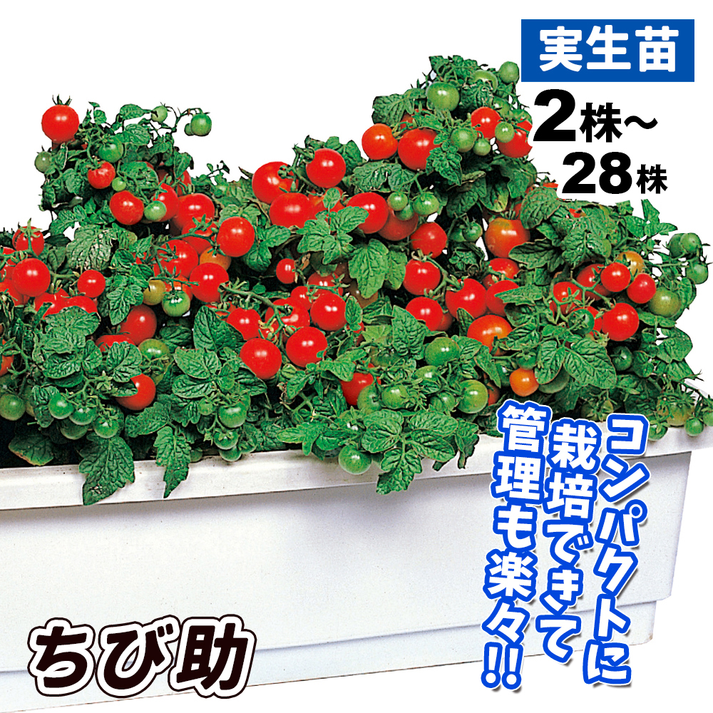実生野菜苗 ミニトマト ちび助