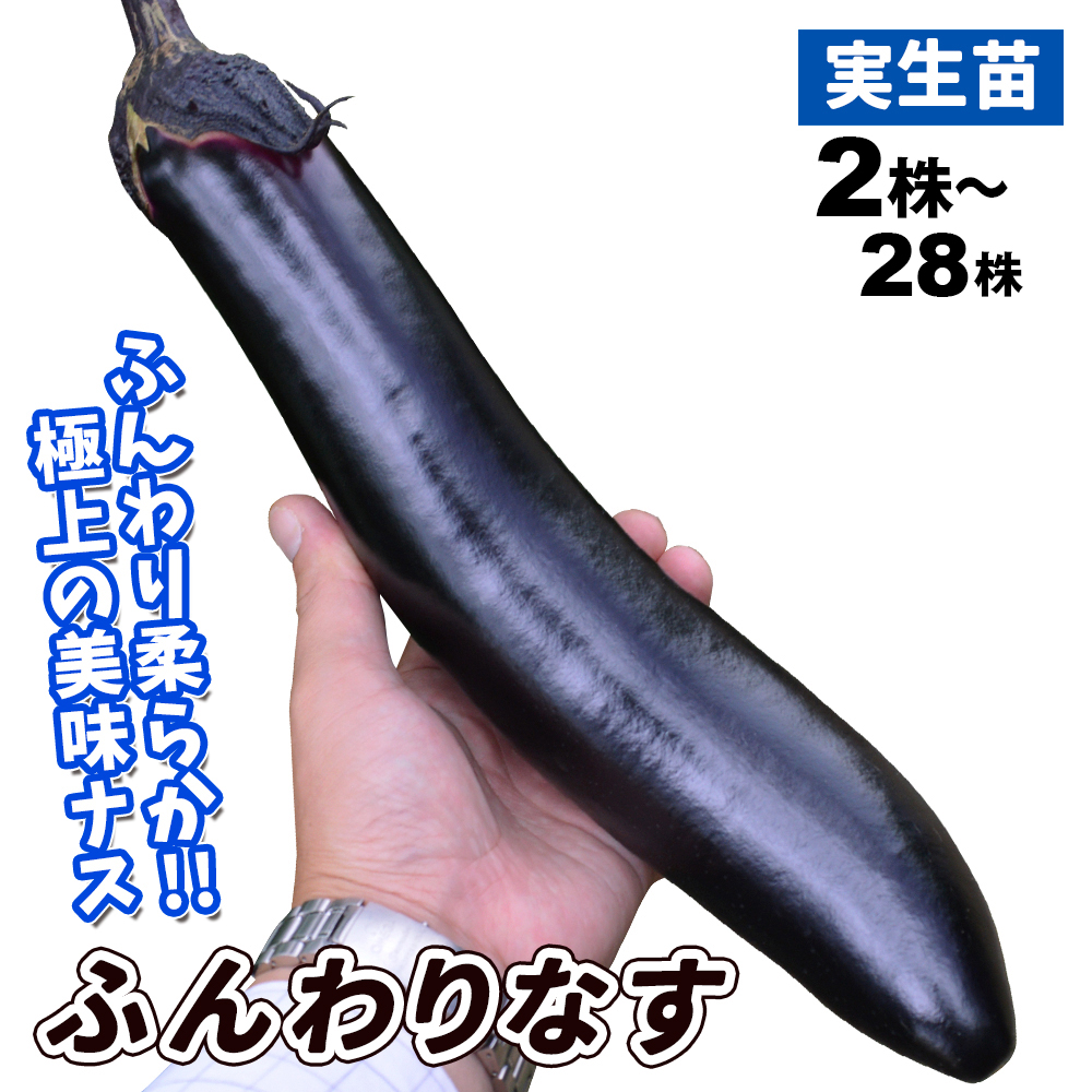 実生野菜苗 ナス F1ふんわりなす