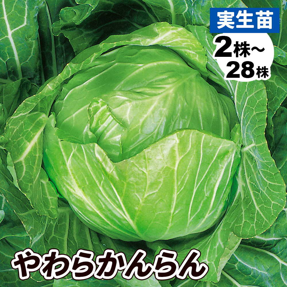 実生野菜苗 キャベツ F1やわらかんらん