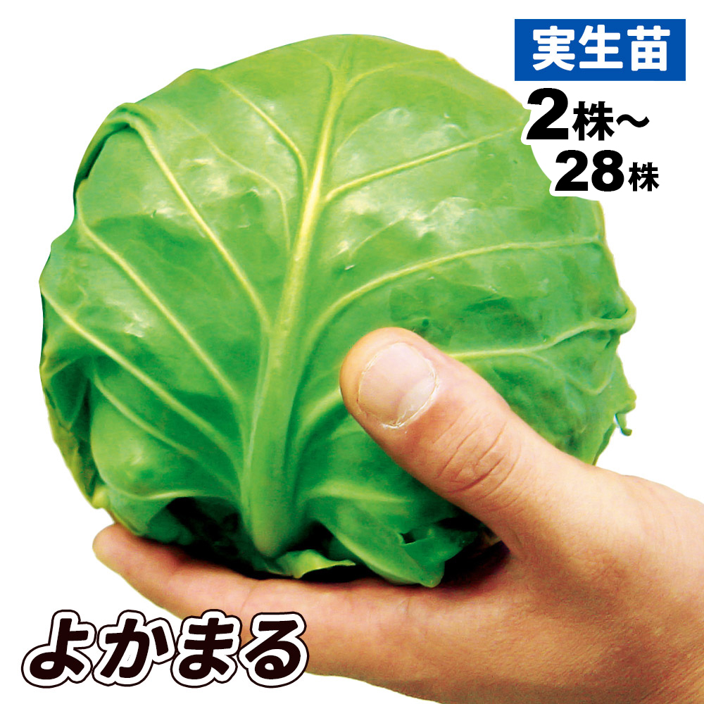 実生野菜苗 キャベツ F1よかまる