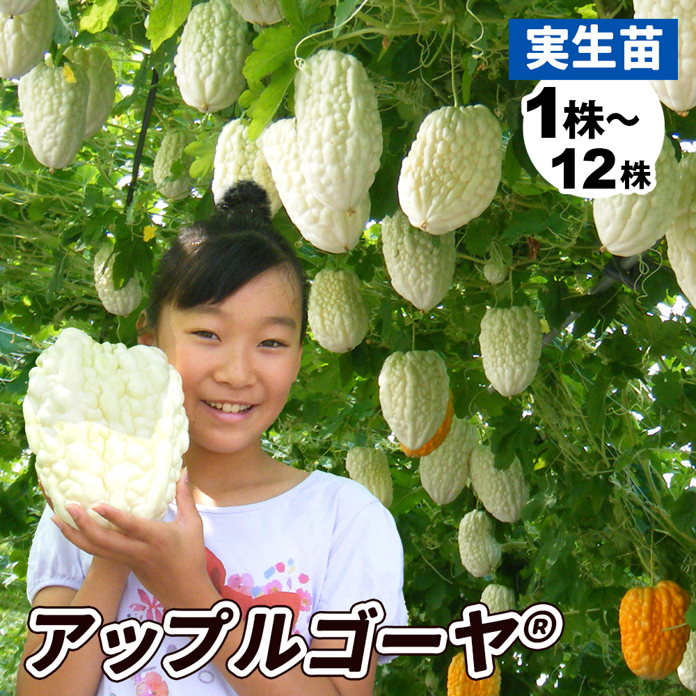 実生野菜苗 ゴーヤ アップルゴーヤR(農林水産省登録品種登録名：岡村白秀) PVP