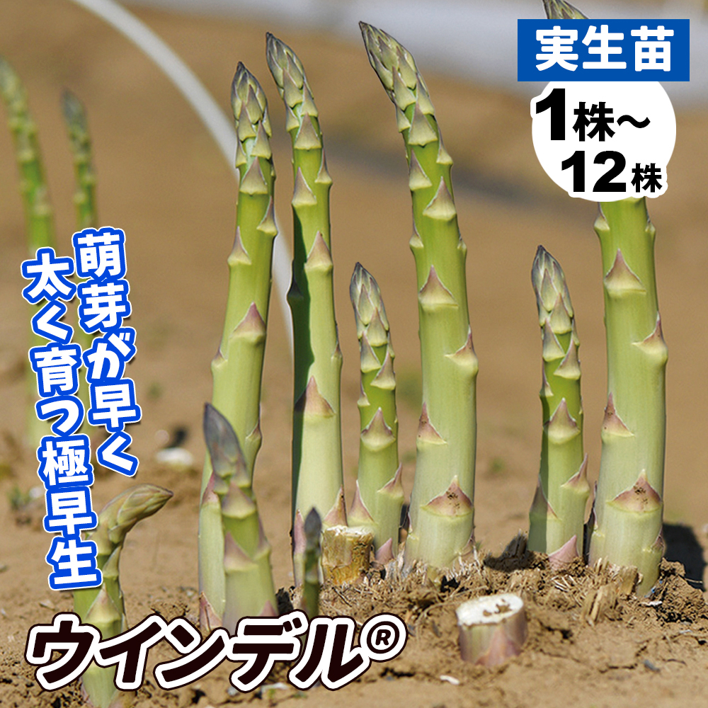 実生野菜苗 アスパラ ウインデル（R）
