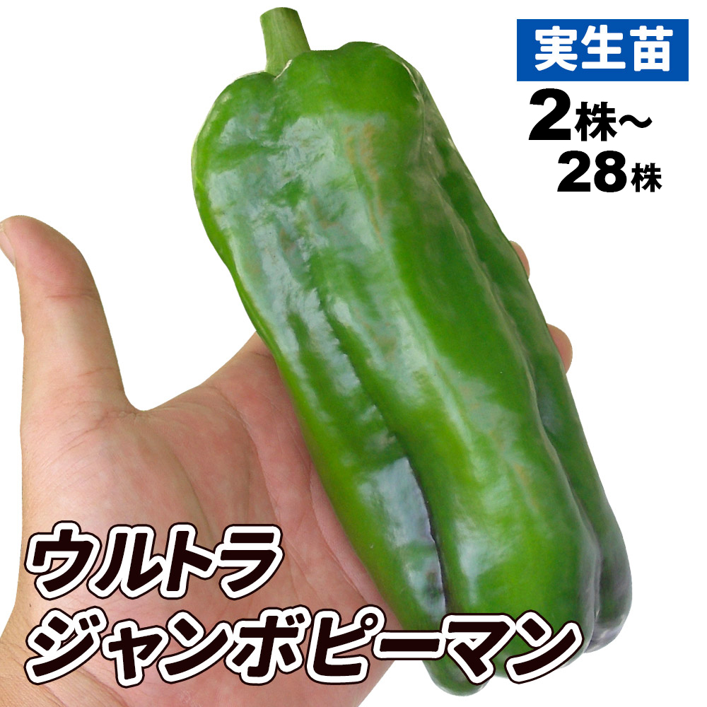 実生野菜苗 ピーマン F1ウルトラジャンボ