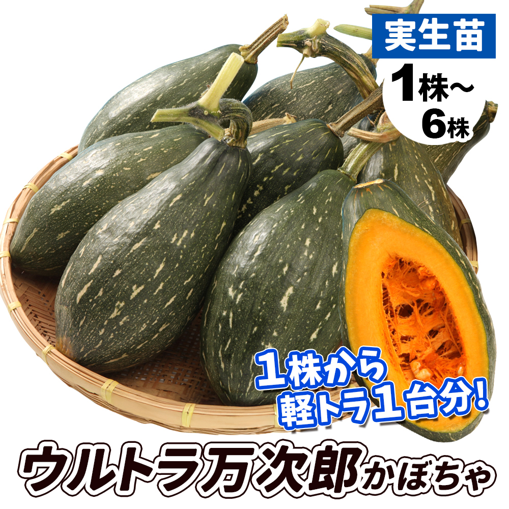 実生野菜苗 カボチャ F1ウルトラ万次郎かぼちゃ
