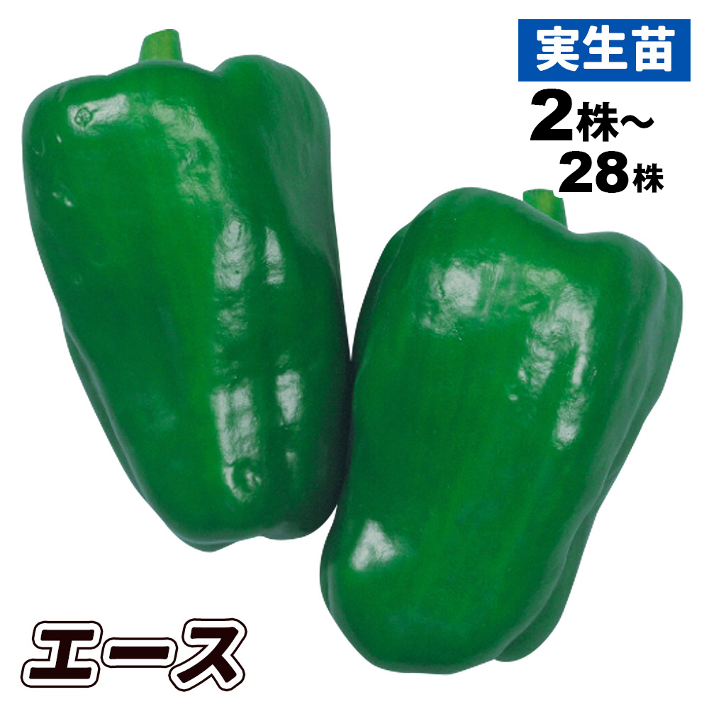 実生野菜苗 ピーマン F1エース