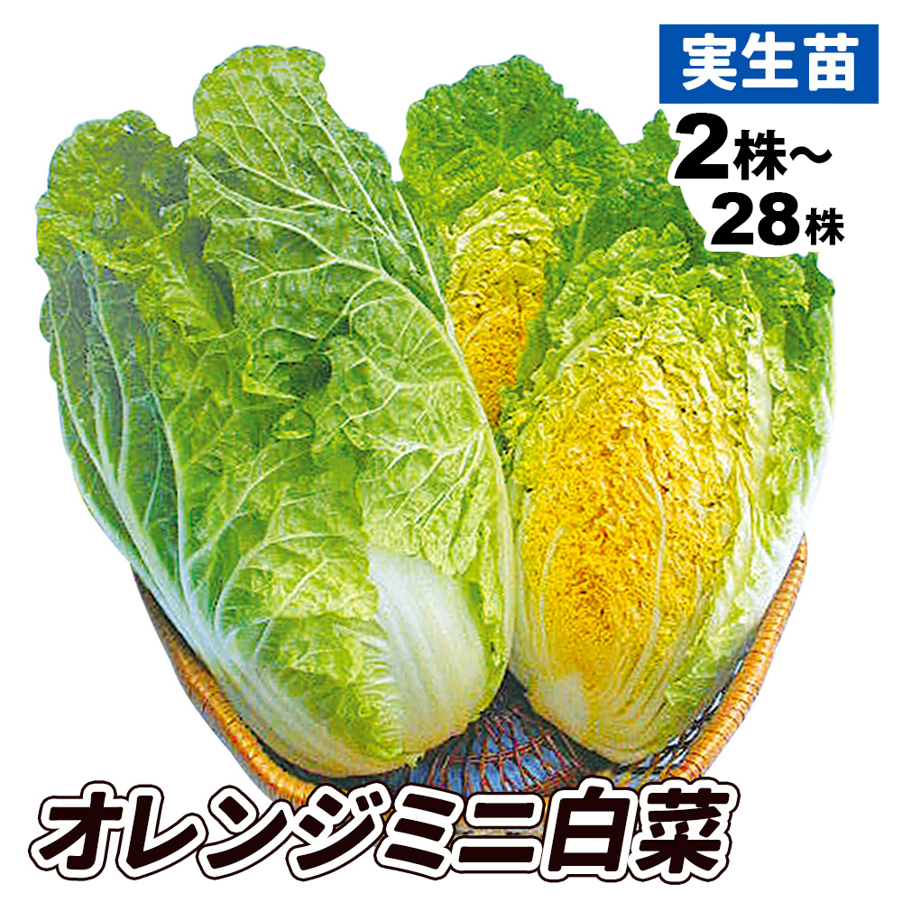 実生野菜苗 ハクサイ F1オレンジミニ白菜
