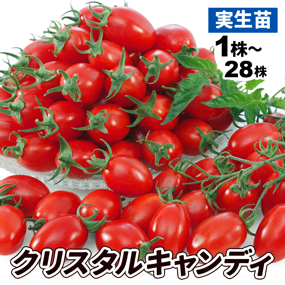 実生野菜苗 ミニトマト F1クリスタルキャンディ