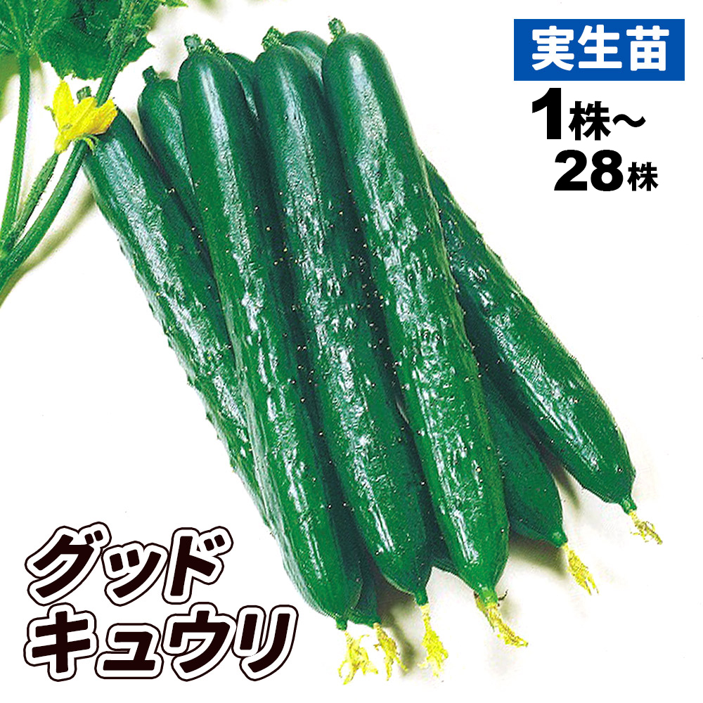 実生野菜苗 キュウリ F1グッドキュウリ