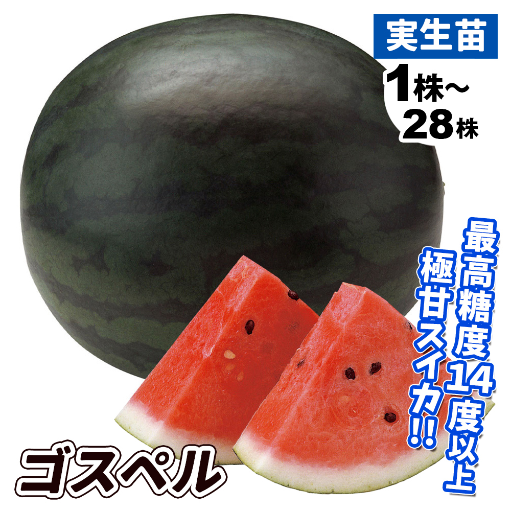 実生野菜苗 スイカ F1ゴスペル