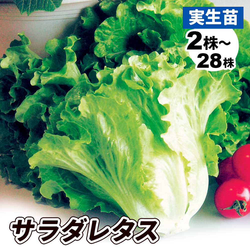 実生野菜苗 レタス サラダレタス