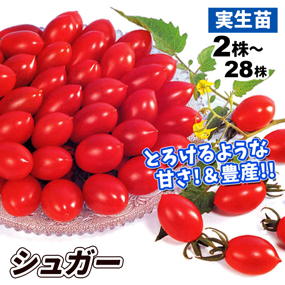 実生野菜苗 ミニトマト F1シュガー
