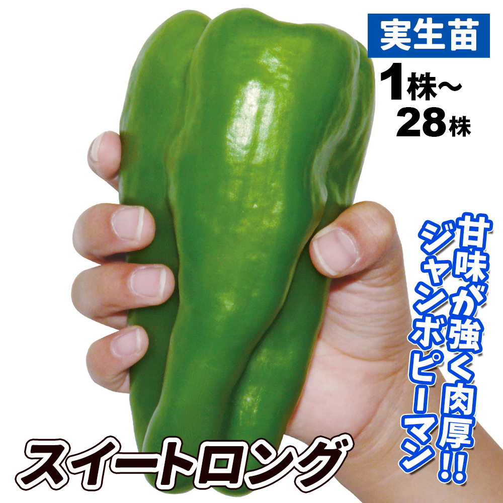 実生野菜苗 ピーマン F1スイートロング