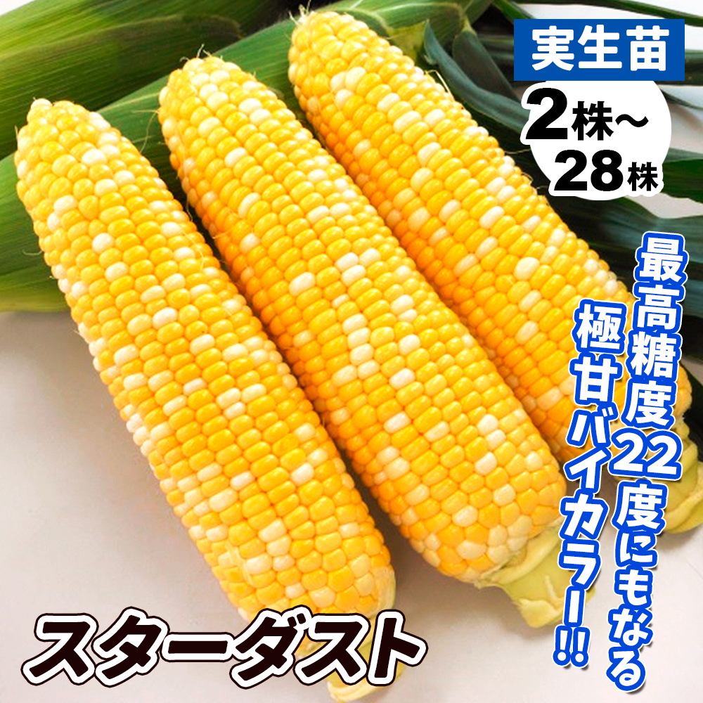 実生野菜苗 トウモロコシ F1スターダスト