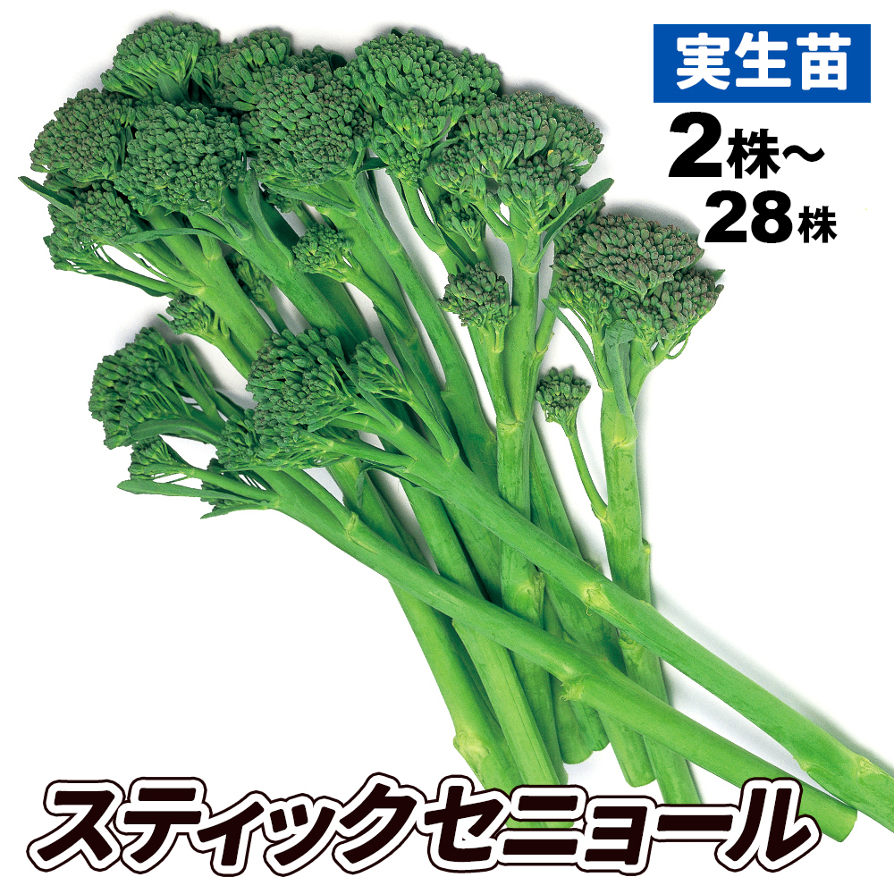 実生野菜苗 ブロッコリー F1スティックセニョール