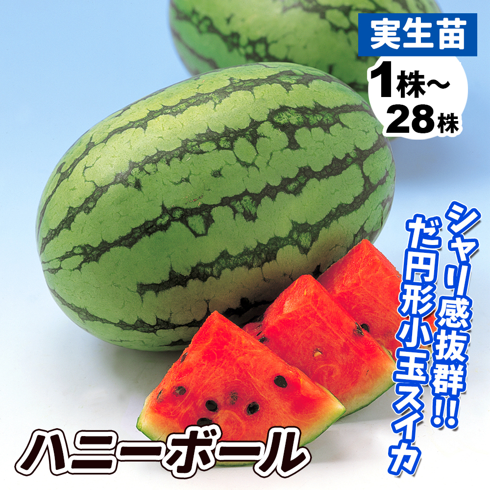 実生野菜苗 スイカ F1ハニーボール