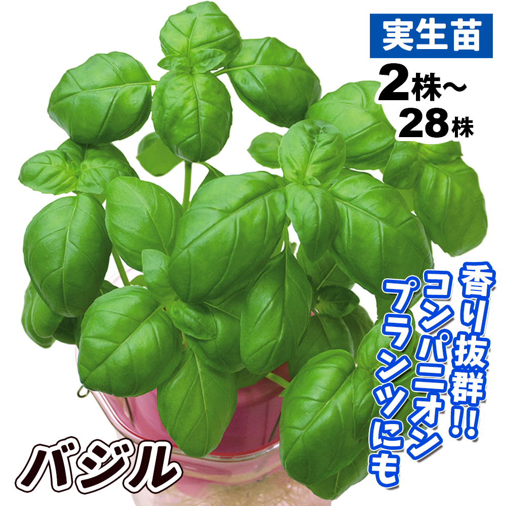 実生野菜苗 コンパニオンプランツ バジル