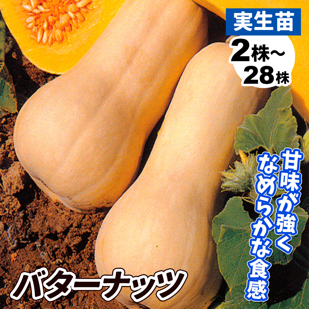 実生野菜苗 カボチャ バターナッツ